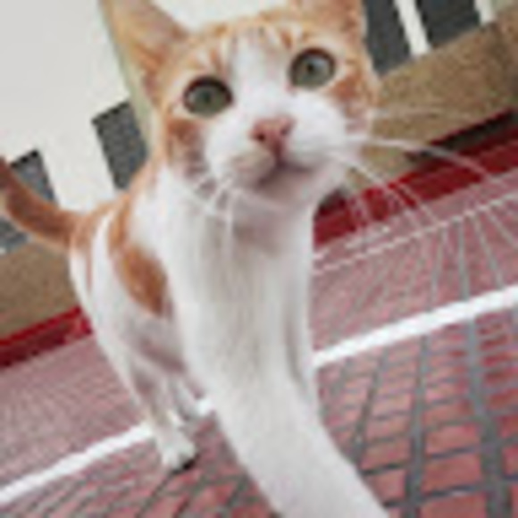 Meet your Posher, Fiorela - Picture 1 of 1